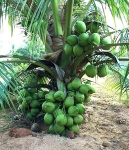 Live Green Dwarf Malayan Coconut B0DTH3FB7L