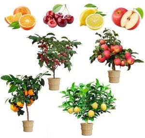 Mix Dwarf Bonsai Fruit Tree B0C9DPN38J