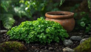 parsley—thrives in cool, shady spots parsley—thrives in cool, shady spots