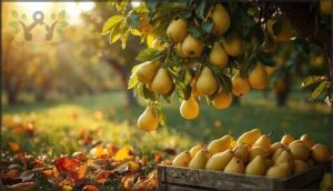 pear trees: succession harvests and low maintenance pear trees: succession harvests and low maintenance