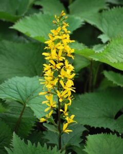 Perennial Farm Marketplace Ligularia s. B07LGSYRF7