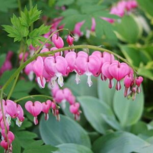 Pink Bleeding Hearts Perennial B08Y63CJ93