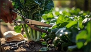 proper tools and leaf removal techniques proper tools and leaf removal techniques