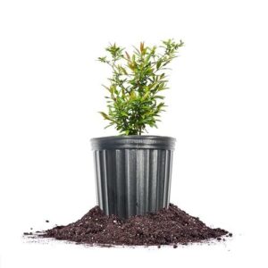 Russian Pomegranate in a 1 B0BJLD2S25