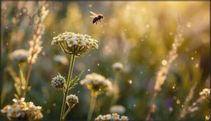 yarrow (achillea millefolium) yarrow (achillea millefolium)