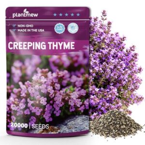 20000+ Creeping Thyme Seeds for B0FJFQPP18