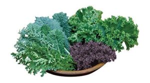 Burpee Kale Blend Kale Seeds B078GYGKJ7