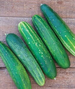 Burpee 'Straight Eight' Slicing Cucumber B078GK556W