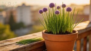 chives chives