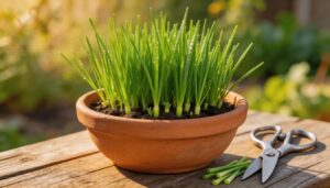 chives for easy repeated cutting chives for easy repeated cutting