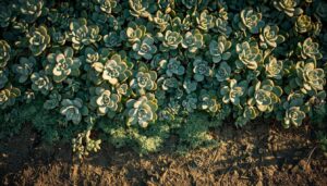 cluster plants to create shade at soil level cluster plants to create shade at soil level