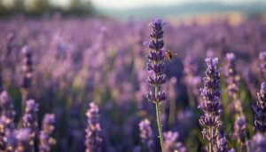 english lavender english lavender