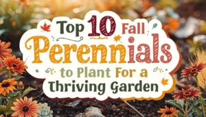 fall perennials to plant