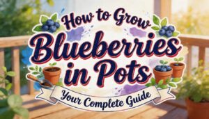 growing blueberries in pots growing blueberries in pots