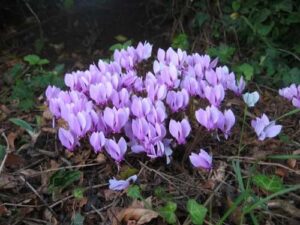 New 100pcs Cyclamen Flower Seeds B0CJC4RT39