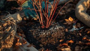 prepare roses before the first freeze prepare roses before the first freeze