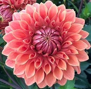 Rare Mix Colors Dahlia Seeds B0879CXHHC