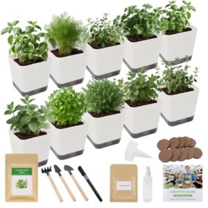 10 Set Indoor Herb Garden Starter B0FM79Z71P