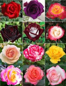 100PCS Dark Rose Mixed Color B0F4XRZV9Y