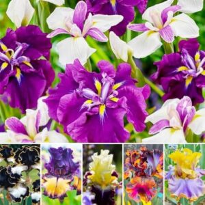 199pcs Iris Flower Seeds to B0FPQXF2V5