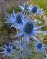 25 Blue Star SEA Holly B01MXR3QYH