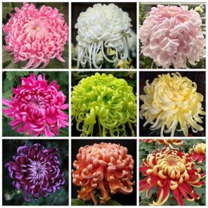 500+ Chrysanthemum Flower Seeds for B0D66STBDY