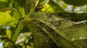 aphids and honeydew aphids and honeydew