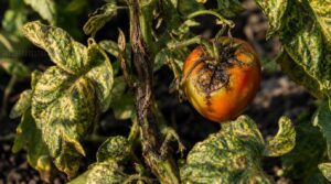bacterial and viral tomato diseases bacterial and viral tomato diseases