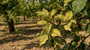 chlorosis with stunted leaves chlorosis with stunted leaves