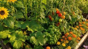 companion planting for summer success companion planting for summer success