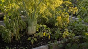 companion planting mistakes to avoid companion planting mistakes to avoid