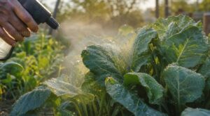 cover leaf surfaces fully cover leaf surfaces fully