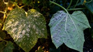 differentiating powdery mildew from downy mildew differentiating powdery mildew from downy mildew