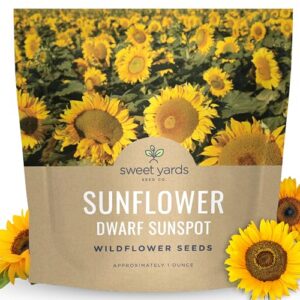 Dwarf Sunspot Sunflower Large B0DHLFX16J