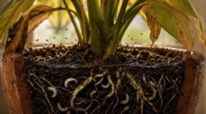 fungus gnats in soil fungus gnats in soil
