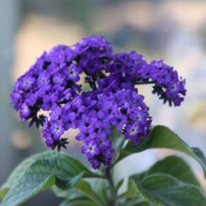 Heliotrope Marine Flower ~500 Seeds B0FHWRKQG4