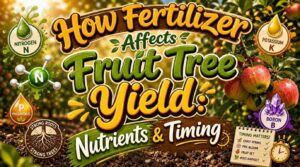 how fertilizer affects fruit tree yield how fertilizer affects fruit tree yield