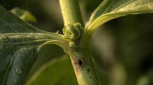 inspect stems and buds inspect stems and buds