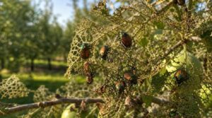 japanese beetle skeletonizing japanese beetle skeletonizing