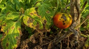 key tomato disease warning signs key tomato disease warning signs