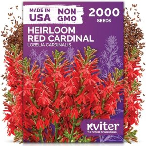 KVITER 2000 Red Cardinal Flower B0GFXG3F7K