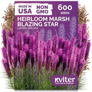 KVITER 600 Marsh Blazing Star B0GJ132DPJ