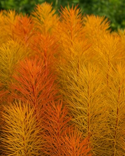 Perennial Farm Amsonia X 'Butterscotch™'