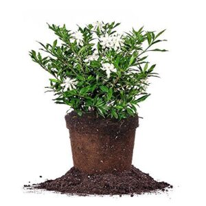 Perfect Plants Frostproof Gardenia Live B07R12DJ91