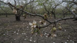poor bloom and fruit set poor bloom and fruit set