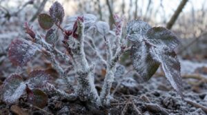 powdery mildew on leaves and stems powdery mildew on leaves and stems