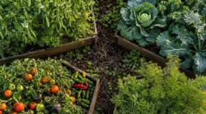 rotating vegetable families to protect soil health rotating vegetable families to protect soil health