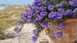 scaevola scaevola