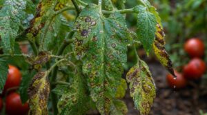 septoria leaf spot septoria leaf spot