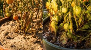 spot underwatering and overwatering spot underwatering and overwatering